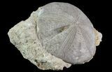 Displayable Fossil Sea Urchin (Clypeus) - England #65856-1